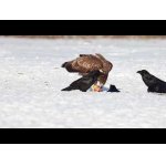 Orliaky morské v zimnom lese.