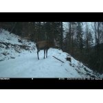 Tajomstvo lesného chodníka.