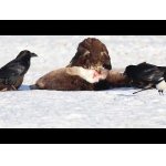 Dravé vtáky a zvedavá volavka.