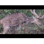 Jelene Axis a Sambar v Indii.