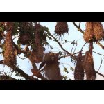 Hniezdna kolónia vtákov Montezuma Oropendola.