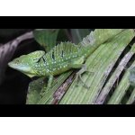 Tortuguero medzi Costa Ricou a Nicaraguou.