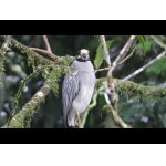 Silný dážď v tropickom pralese.