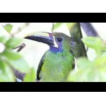 Northern emerald toucanet.