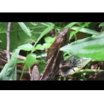 Žaby a jašterice v dažďovom pralese.