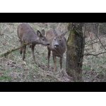 Ranný sneh a srnka s dvojičkami.