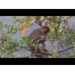 1.návšteva Jim Corbett.