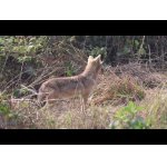 Šakaly lovia mladé jelienča.