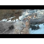 Vlčí pár,medved a ich korisť