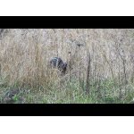 Divočáci a bažant