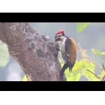 Nádherné vtáčiky v Indii.