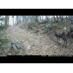 Fotopasca diviaky, jeleň,líška, srnec, jazvec.