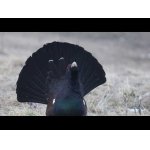 Hlucháň klenot Slovenských hôr.