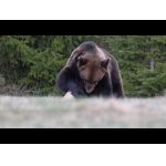 Medveď,jeleň,srnec na Tatranskej lúke.