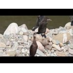 Pri rieke v Jim Corbett.