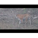 Loviaci tiger.