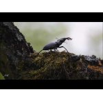 Roháč obecný