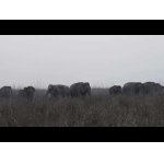 Večerné safari a slonie stádo.