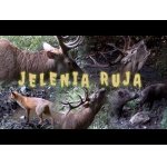 JELENIA RUJA 2026